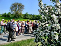 Blütenwanderung bei Kippenhausen