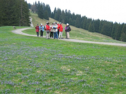 Krokusblüte am Hündle